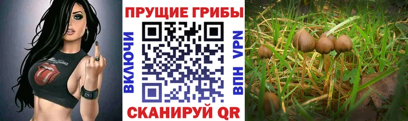 Галлюциногенные грибы MAGIC MUSHROOMS где найти наркотики Дюртюли