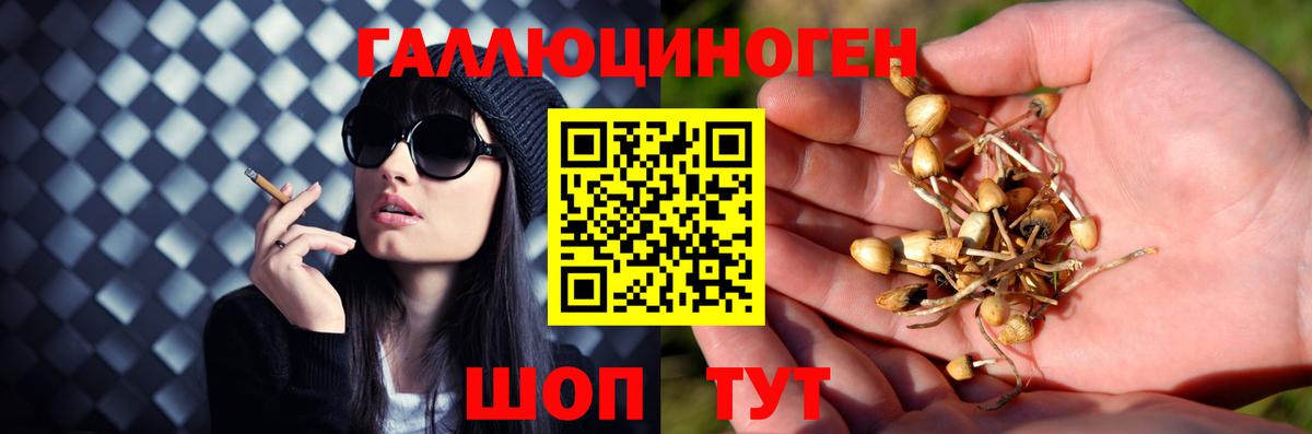 Галлюциногенные грибы GOLDEN TEACHER  Галлюциногенные грибы Psilocybine cubensis  Вход с VPN  Дюртюли 